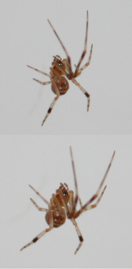 Parasteatoda cf. tepidariorum