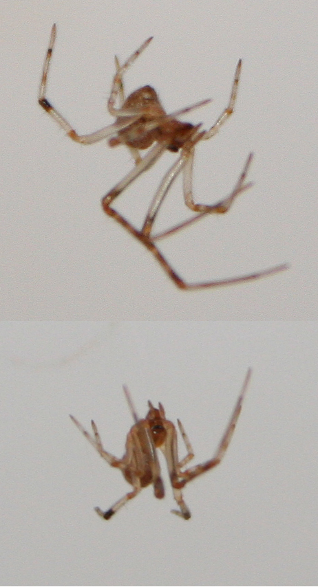 Parasteatoda cf. tepidariorum