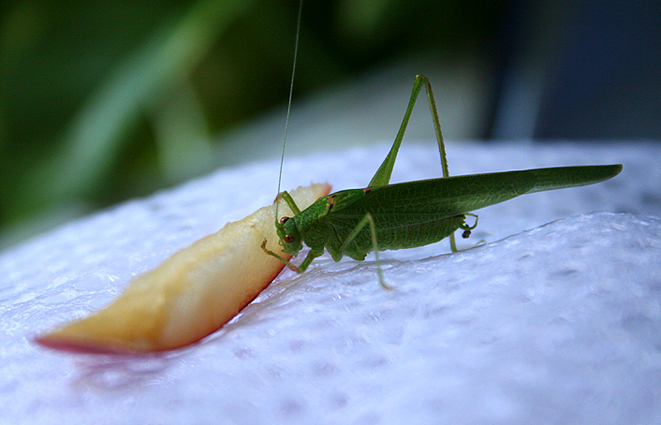 cavalletta verde monca al pasto: Phaneroptera sp.