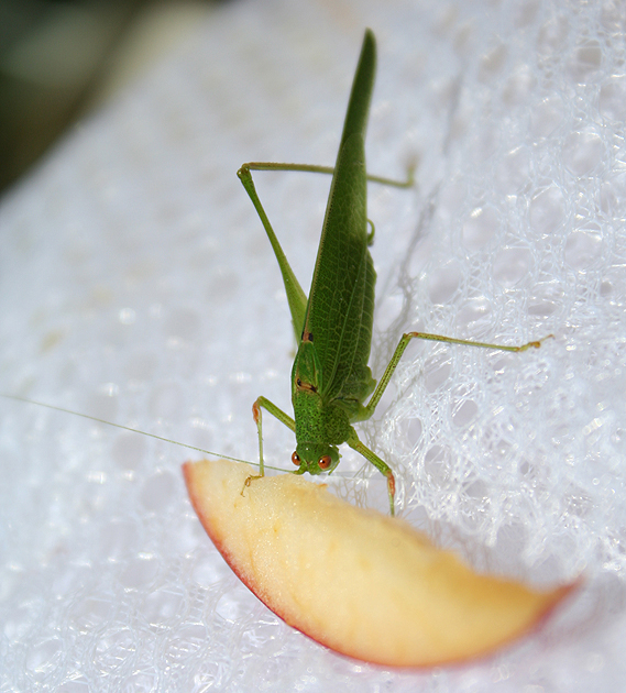 cavalletta verde monca al pasto: Phaneroptera sp.