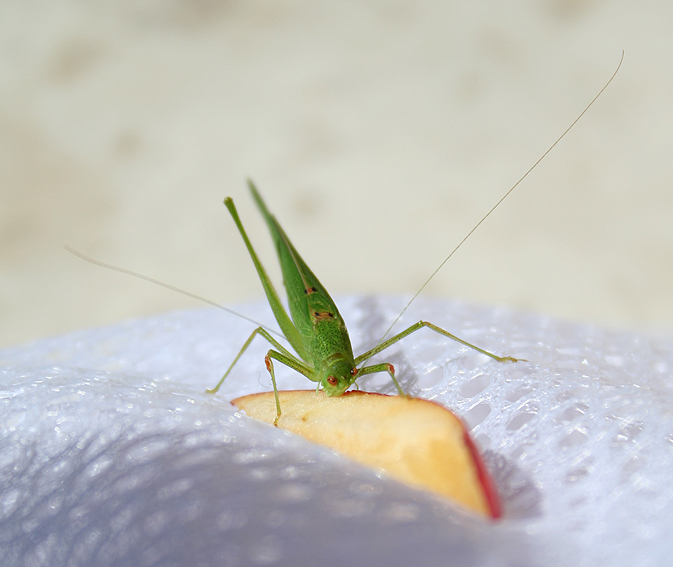 cavalletta verde monca al pasto: Phaneroptera sp.