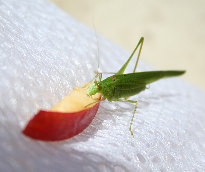 cavalletta verde monca al pasto: Phaneroptera sp.