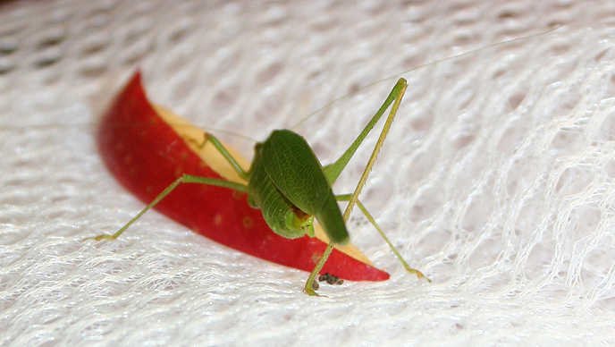 cavalletta verde monca al pasto: Phaneroptera sp.