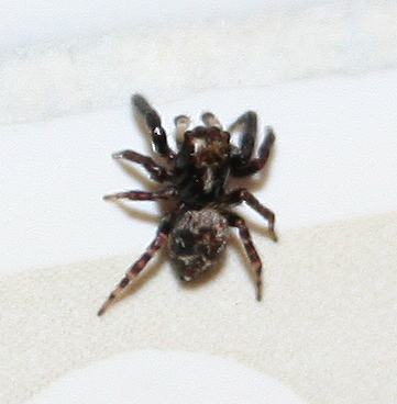 Pseudeuophrys erratica - San Don di P. (VE)