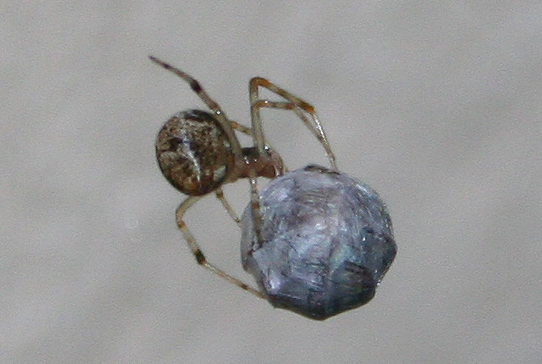 Parasteatoda tepidariorum con  