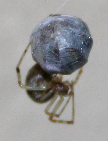 Parasteatoda tepidariorum con  