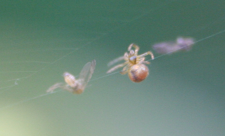 Araneidae - S. di P. (VE)