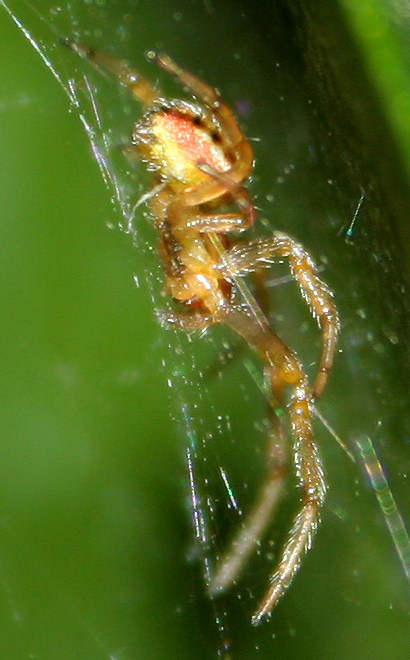 Zygiella sp. - Basso Piave (VE)