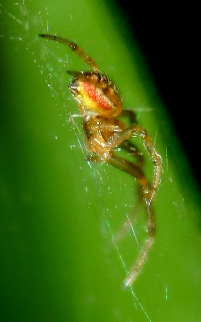 Zygiella sp. - Basso Piave (VE)