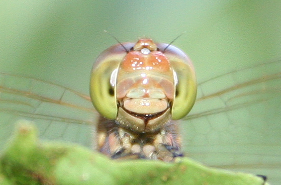 Sorridente Sympetrum meridionale