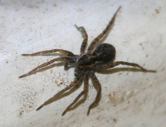 Pardosa sp. - S. Don di Piave (VE)