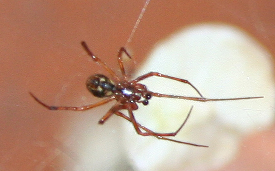 Finalmente 1 maschio! Parasteatoda sp.