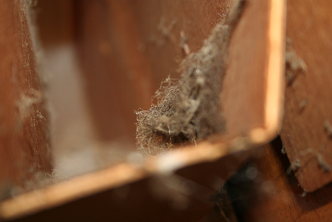 Pholcus phalangioides; Parasteatoda tepidariorum