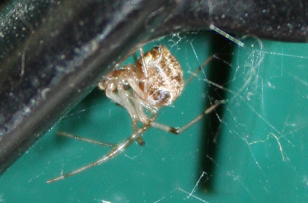 Parasteatoda sp.