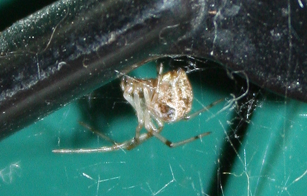 Parasteatoda sp.