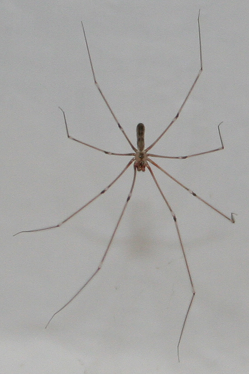 Pholcus phalangioides; Parasteatoda tepidariorum