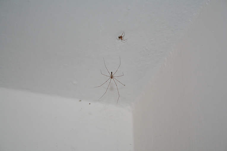 Pholcus phalangioides; Parasteatoda tepidariorum