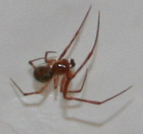 Pholcus phalangioides; Parasteatoda tepidariorum