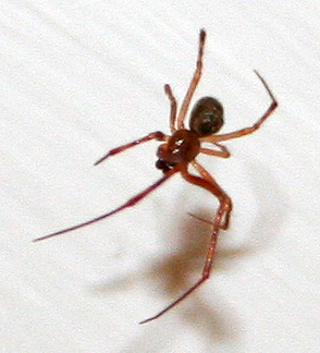 Pholcus phalangioides; Parasteatoda tepidariorum