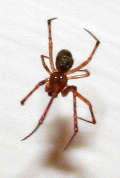 Pholcus phalangioides; Parasteatoda tepidariorum