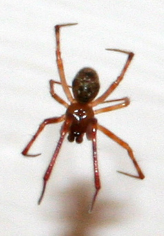 Pholcus phalangioides; Parasteatoda tepidariorum