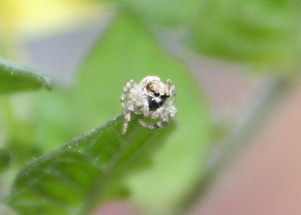 Salticidae sui pomodori: Salticus mutabilis - (VE)