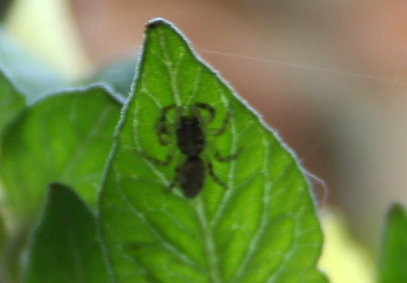 Salticidae sui pomodori: Salticus mutabilis - (VE)