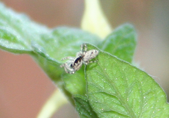 Salticidae sui pomodori: Salticus mutabilis - (VE)