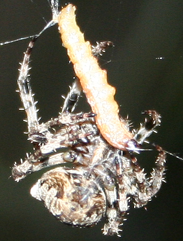 Araneus sp. (A. circe o A. angulatus) gestione uova e madre