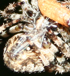 Araneus sp. (A. circe o A. angulatus) gestione uova e madre