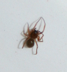 Pholcus phalangioides; Parasteatoda tepidariorum