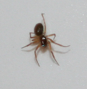 Linyphiidae