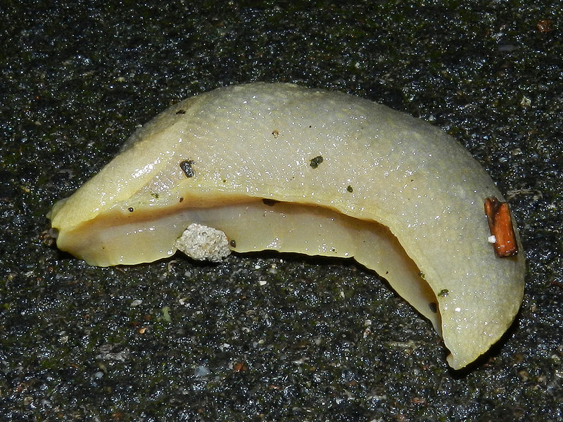 Limacus flavus dal centro di Varese (VA)