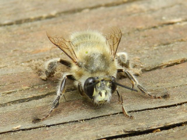 Ape longicorne No. Anthophora plumipes (Apidae Anthophorinae)