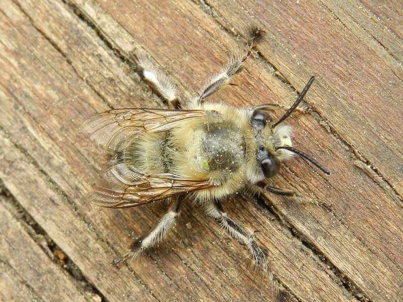 Ape longicorne No. Anthophora plumipes (Apidae Anthophorinae)