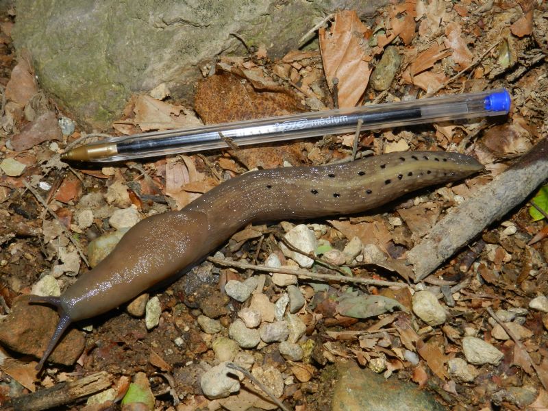 Limax del punctulatus-redii-complesso dal Parco PLIS Bevera