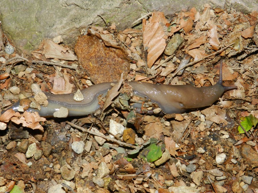 Limax del punctulatus-redii-complesso dal Parco PLIS Bevera