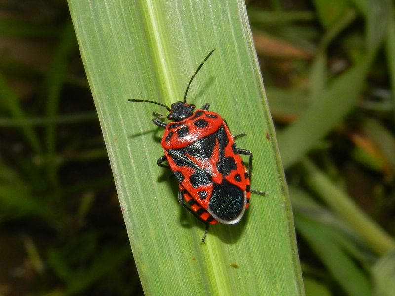 Pentatomidae: Eurydema ventralis della Lombardia (VA)