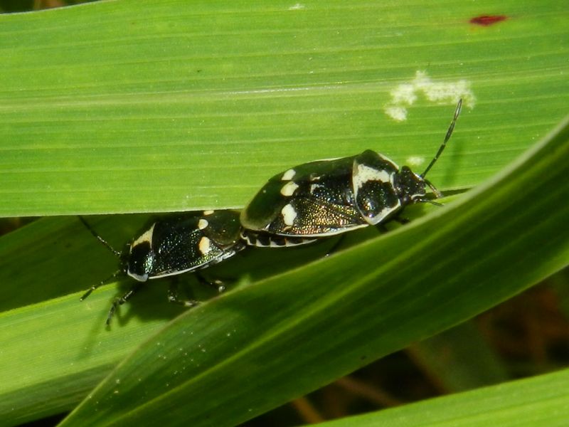 Pentatomidae: Eurydema oleracea della Lombardia (VA)