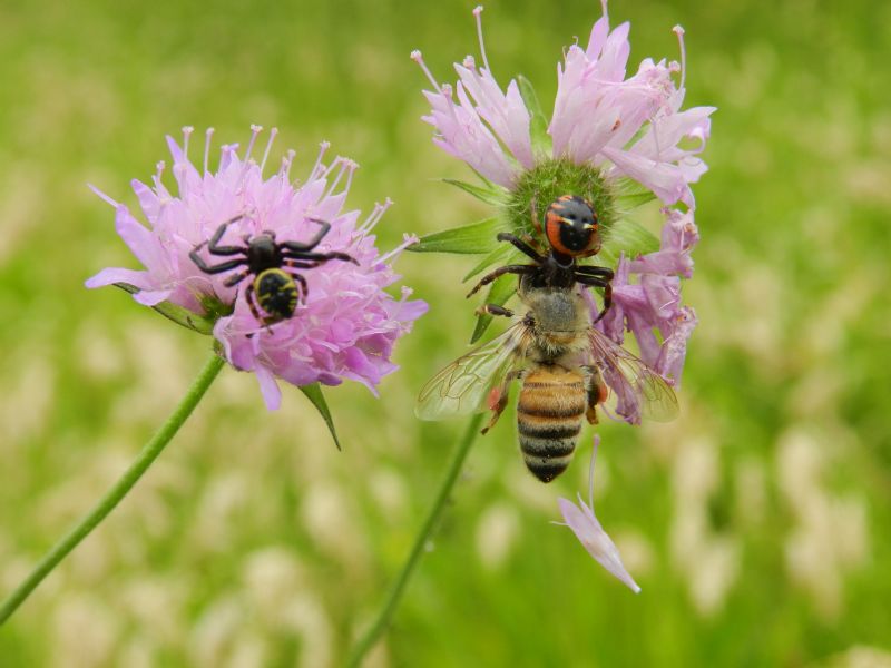 Synema globosum preda ape - Varese (VA)