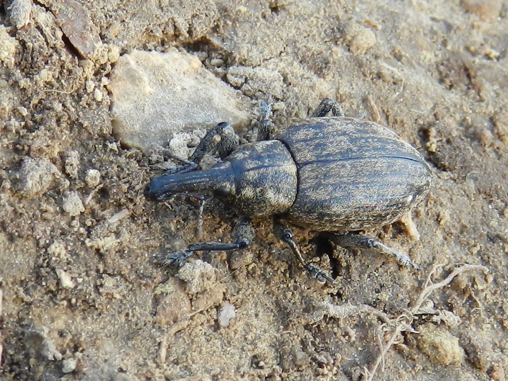 ID insetto2 - Lepyrus capucinus (Curculionidae)