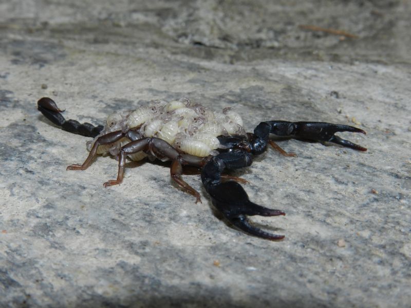 Euscorpius italicus