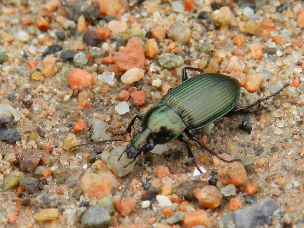 Poecilus cupreus, Carabidae