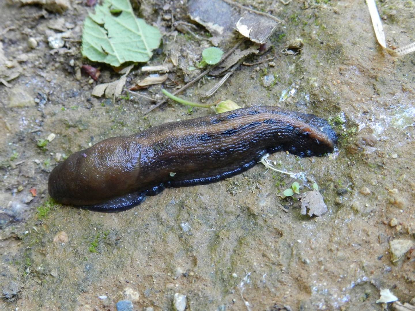 Limax sp. da Arcisate (VA)