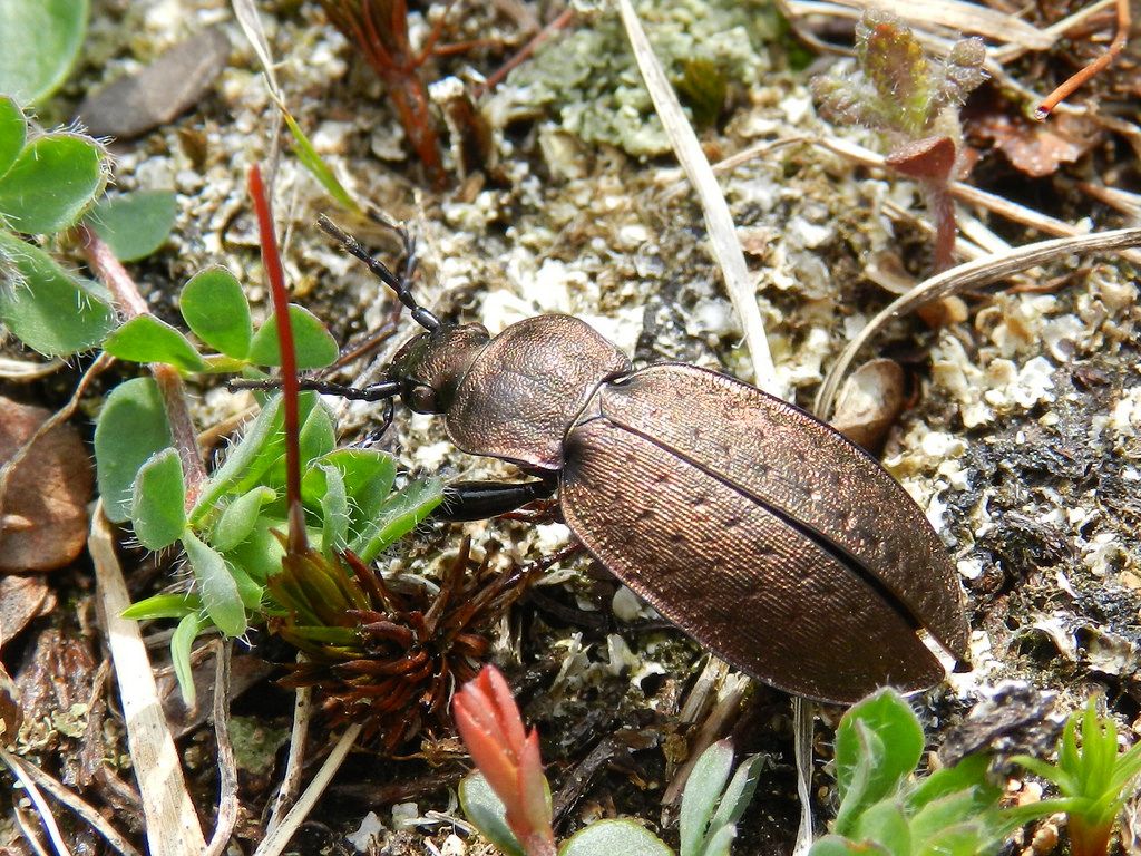 Carabus (Orinocarabus) sylvestris