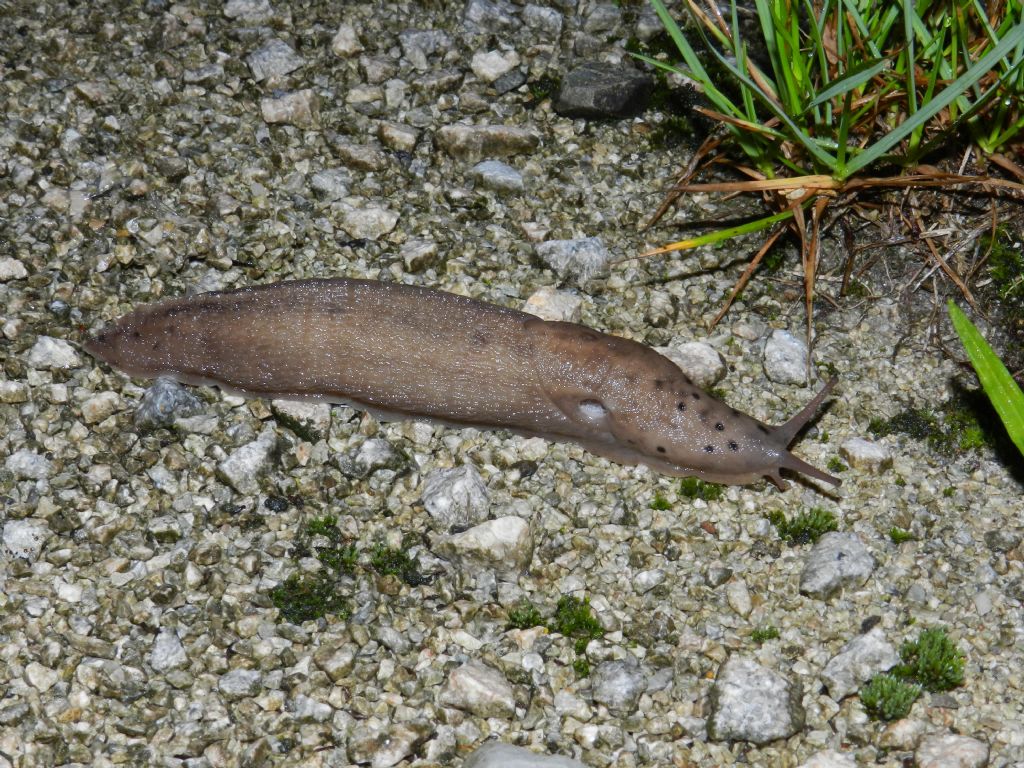 Limax punctulatus (?) da Induno Olona (VA)