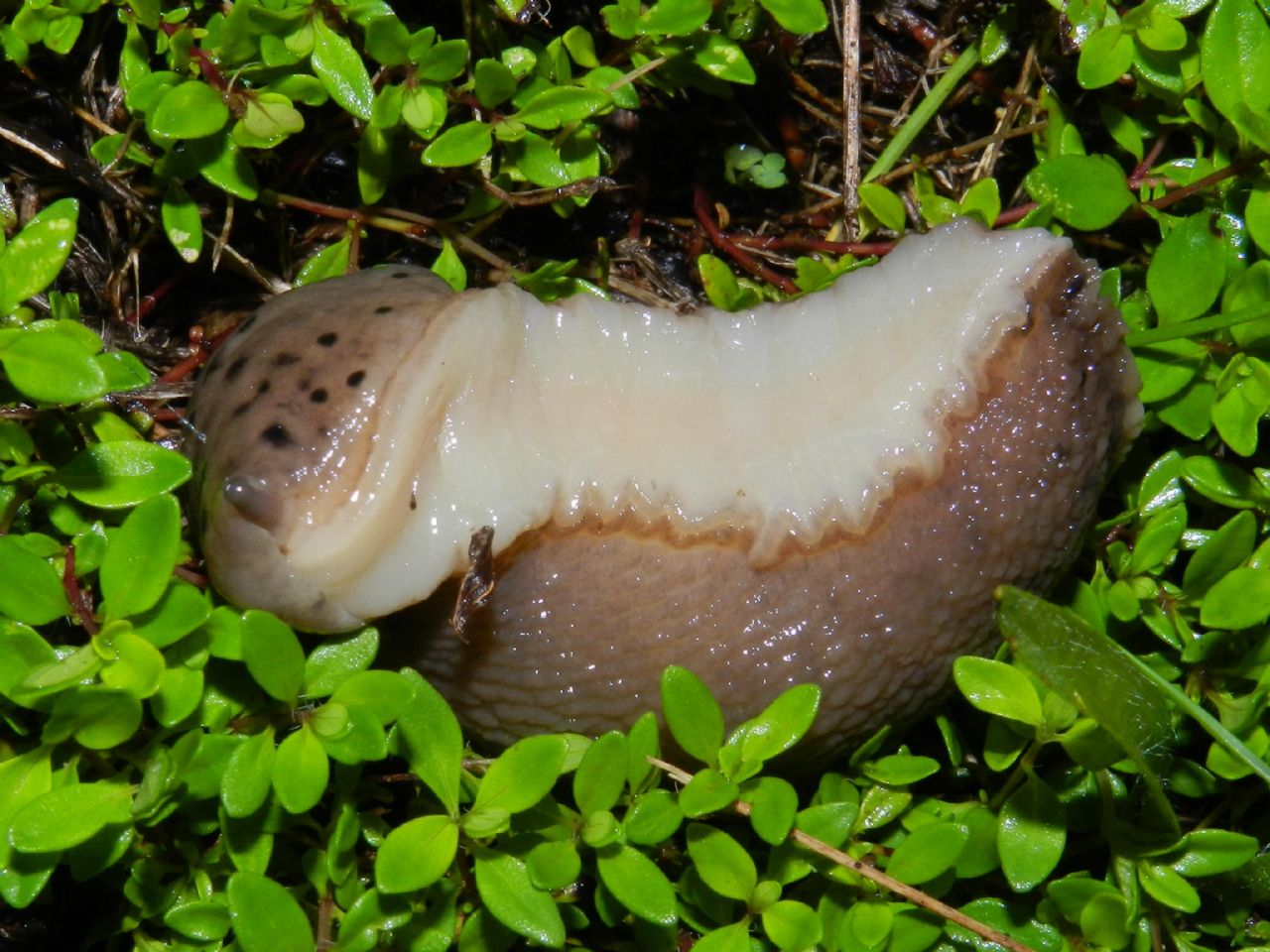 Limax punctulatus (?) da Induno Olona (VA)