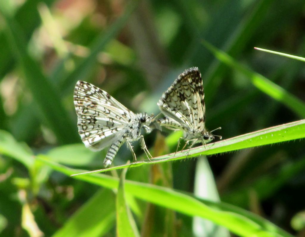 Farfalle brasiliane:  Pyrgus orcus (Hesperiidae)