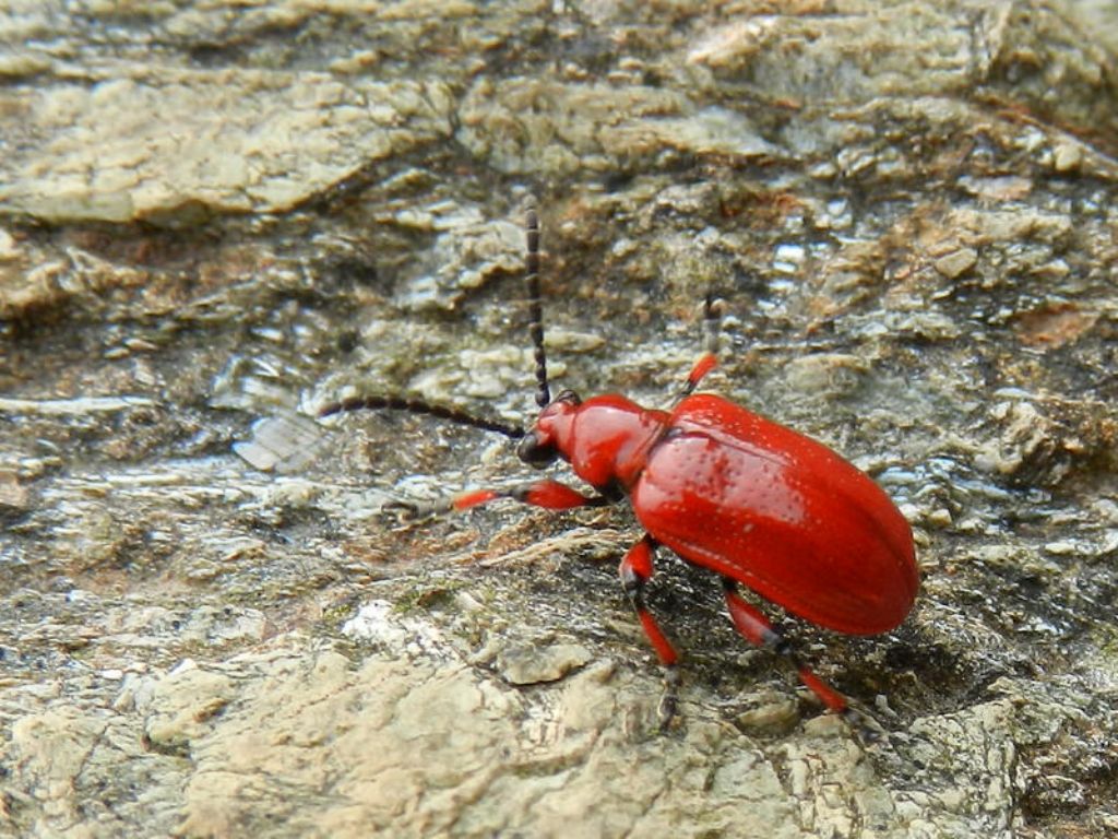 Lilioceris merdigera, Chrysomelidae