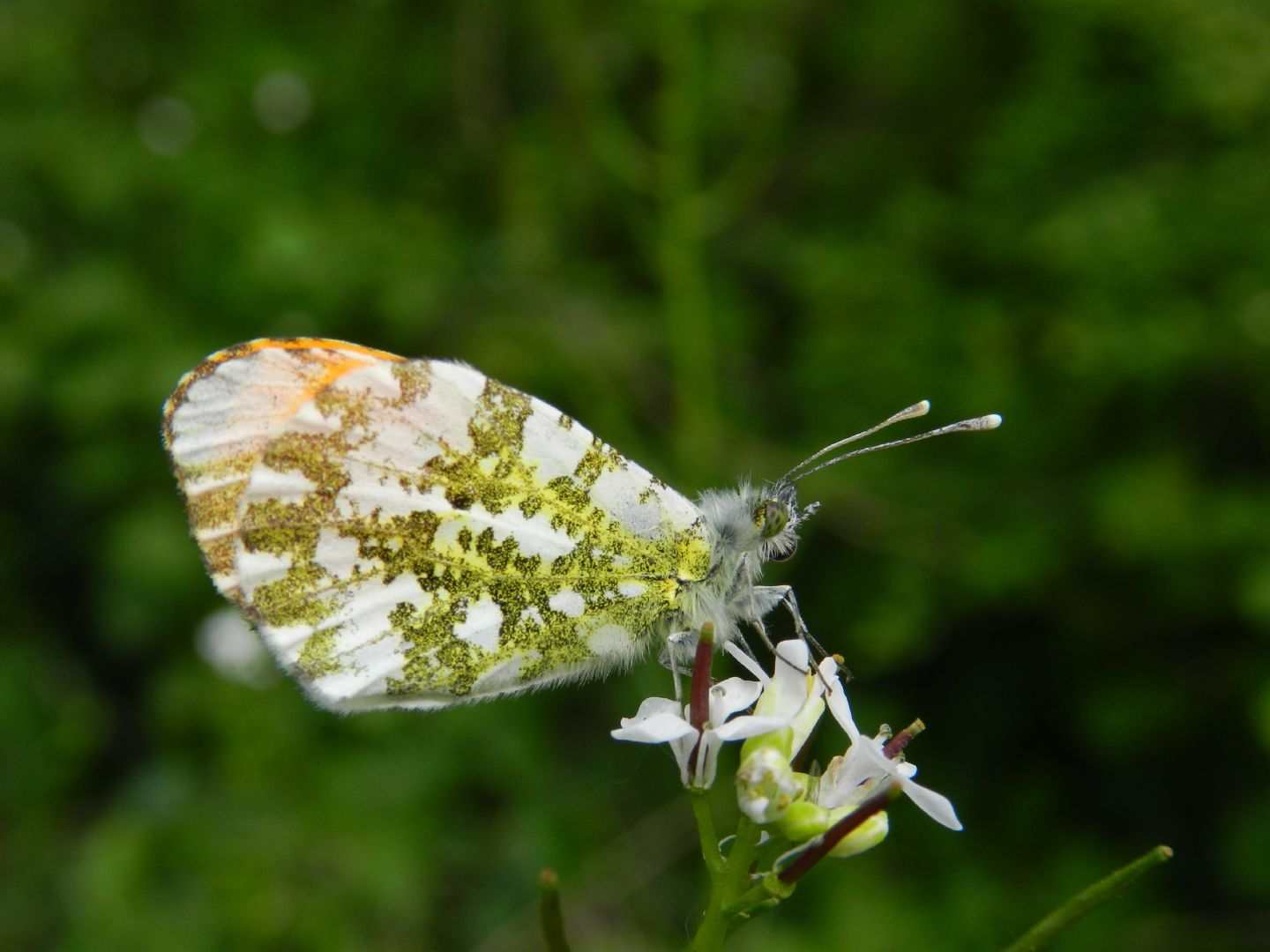 ID Euchloe ......???? - No, Anthocharis cardamines